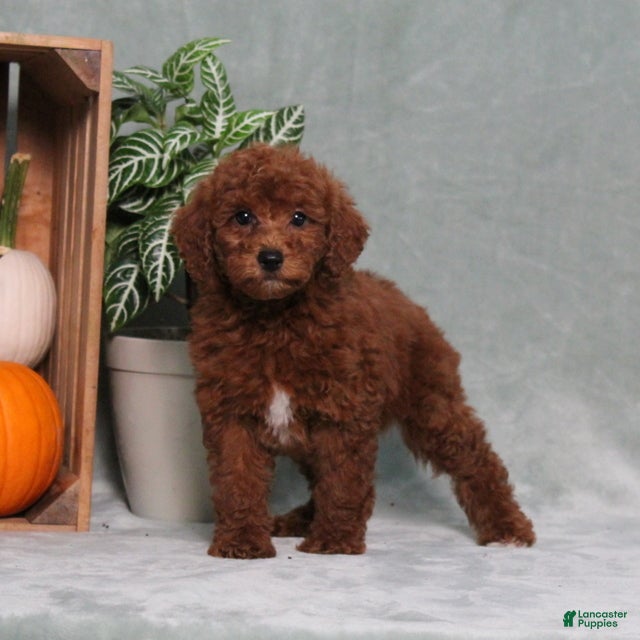 Miniature Poodle dogs Zassy - Ad 1