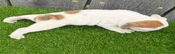 English Bulldog dogs for sale: Denver - Ad 5