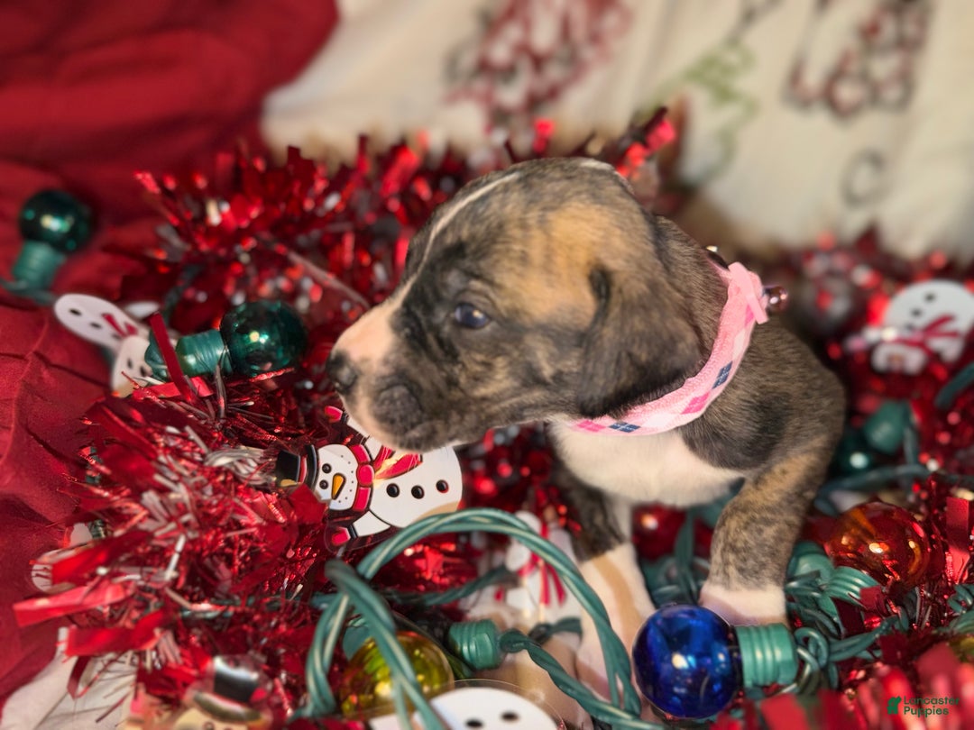 Great Dane dogs for sale: Izzy - Ad 2