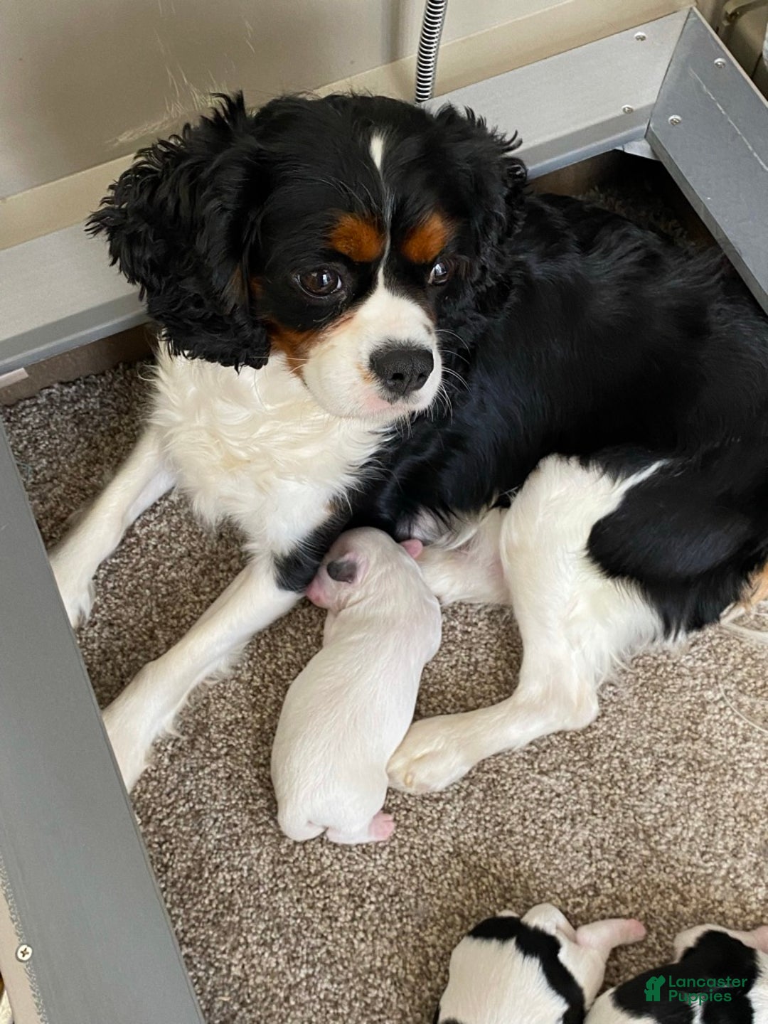 Cavapoo dogs for sale: Theo - Ad 10