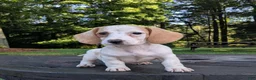 Dachshund dogs for sale: Cash - Ad 7