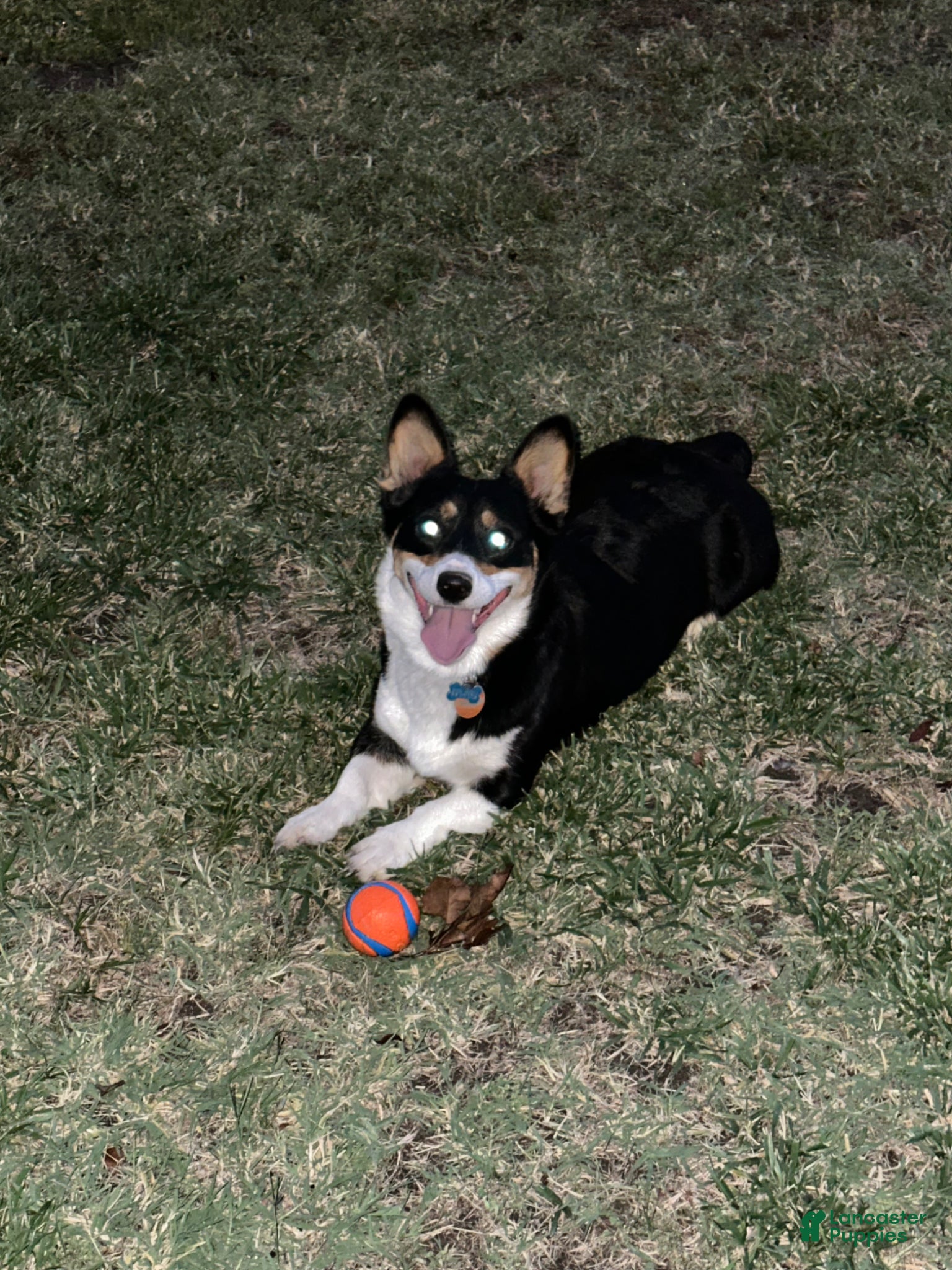 American Corgi dogs American Corgi Puppy 1 - Ad 2