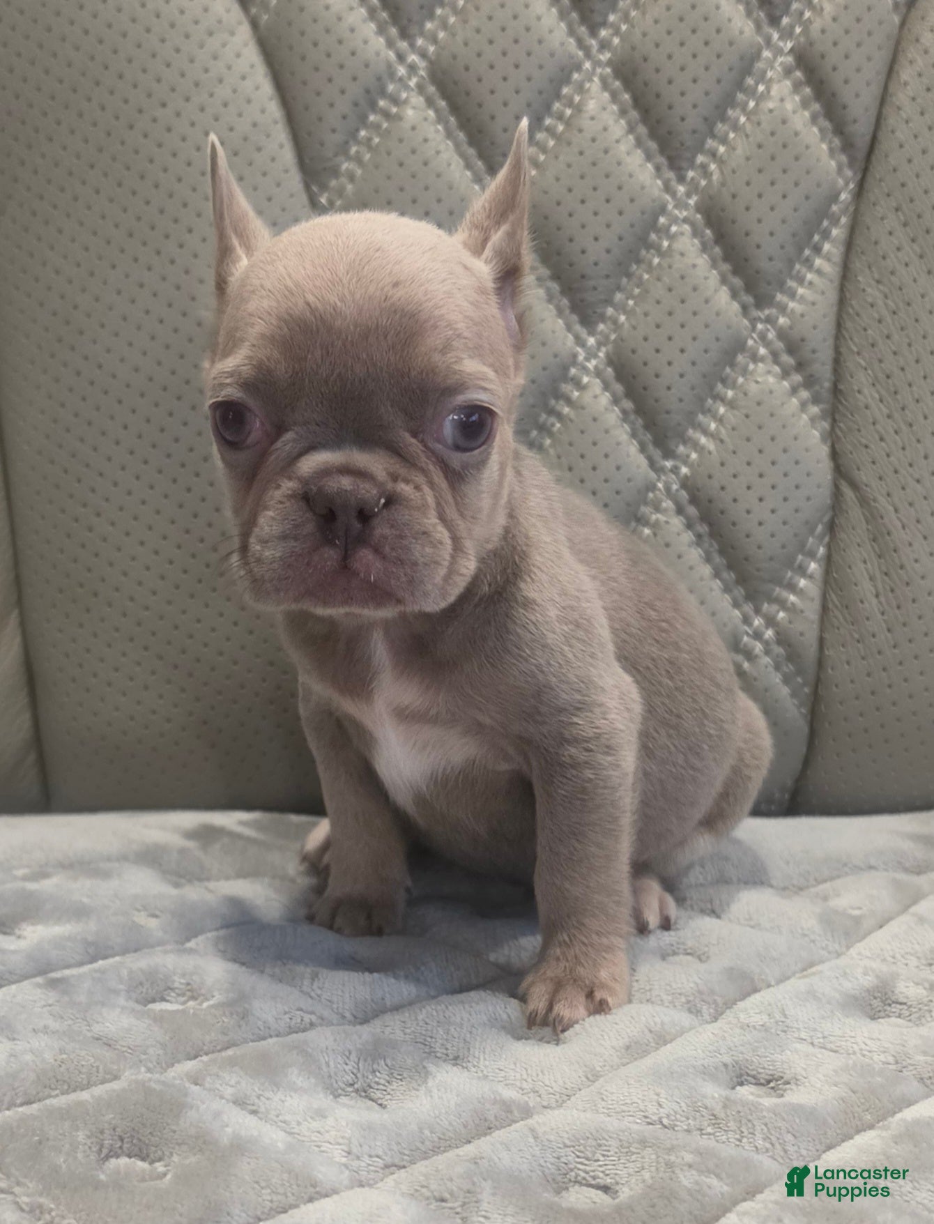French Bulldog dogs French Bulldog 5 - Ad 7