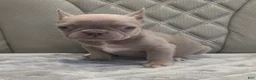 French Bulldog dogs for sale: French Bulldog 5 - Ad 1