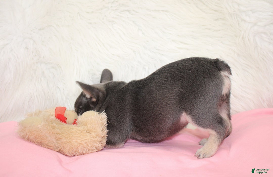 Mixed Breed dogs for sale: Ty - Ad 9