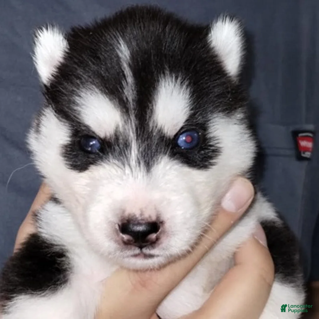 Siberian Husky dogs for sale: Samwise (Bi-eyed) - Ad 1