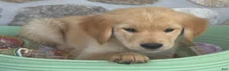 Golden Retriever dogs for sale: Rover - Ad 4