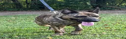 Mixed Breed dogs for sale: Margo - Ad 6