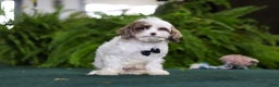 Cavapoo dogs for sale: Captain - Ad 3