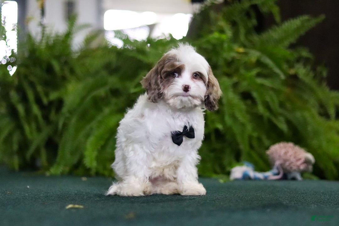 Cavapoo dogs for sale: Captain - Ad 3