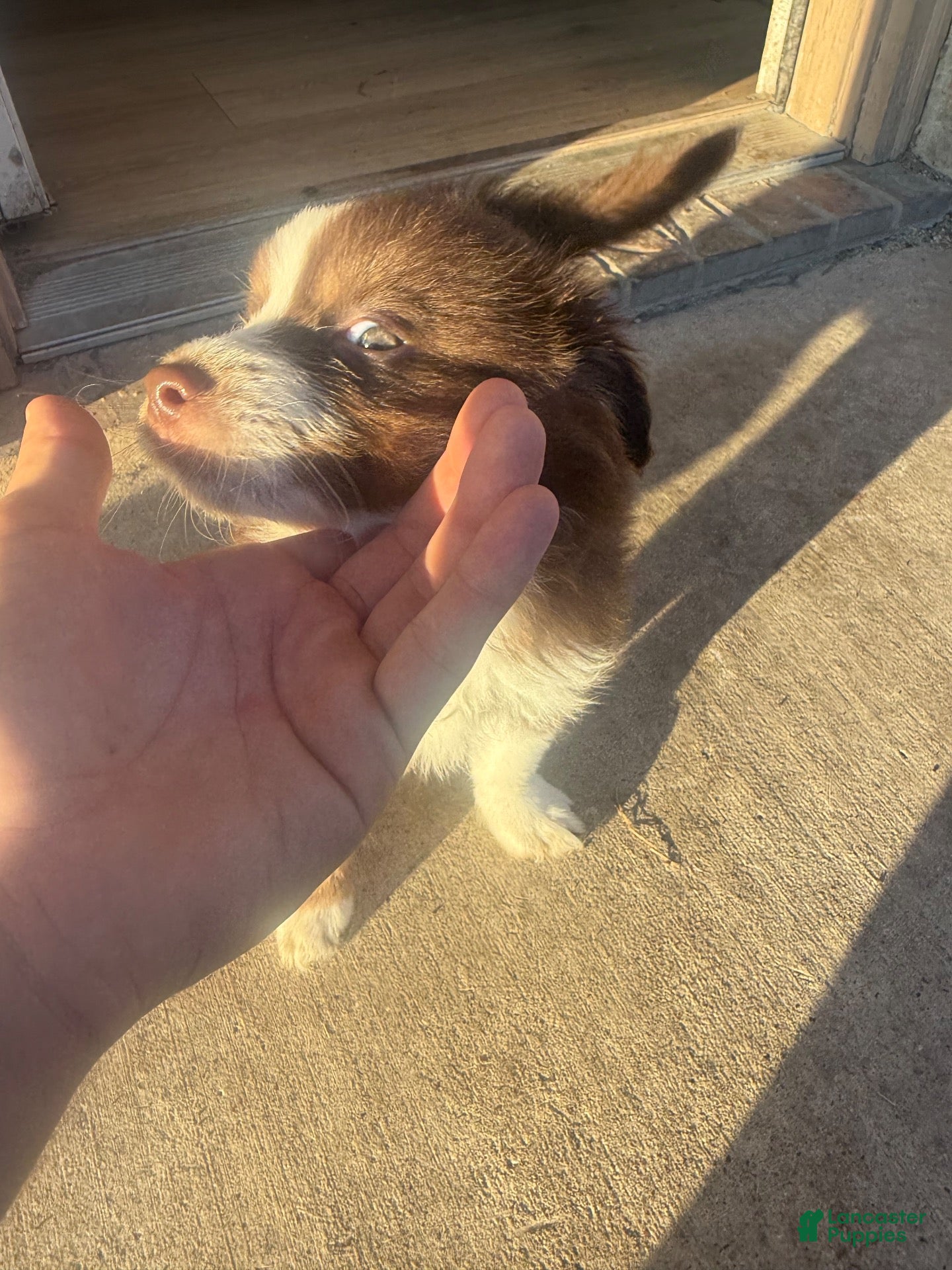 Australian Shepherd dogs Australian Shepherd 1 - Ad 18