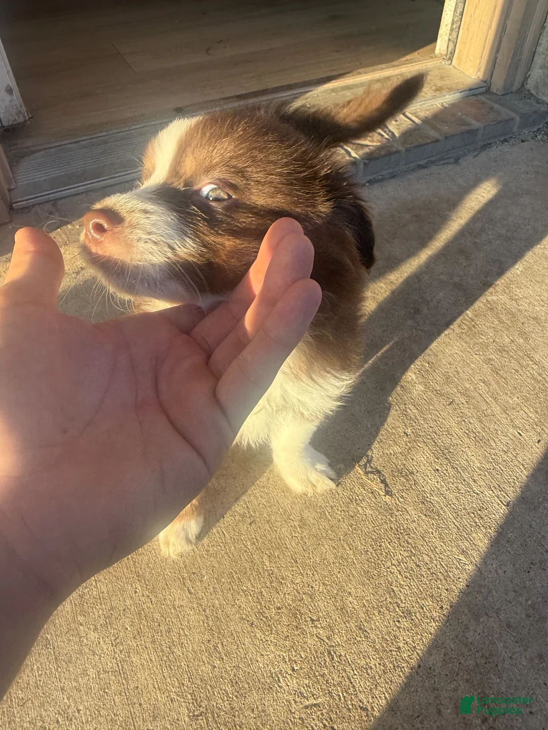 Australian Shepherd dogs for sale: Australian Shepherd 1 - Ad 1