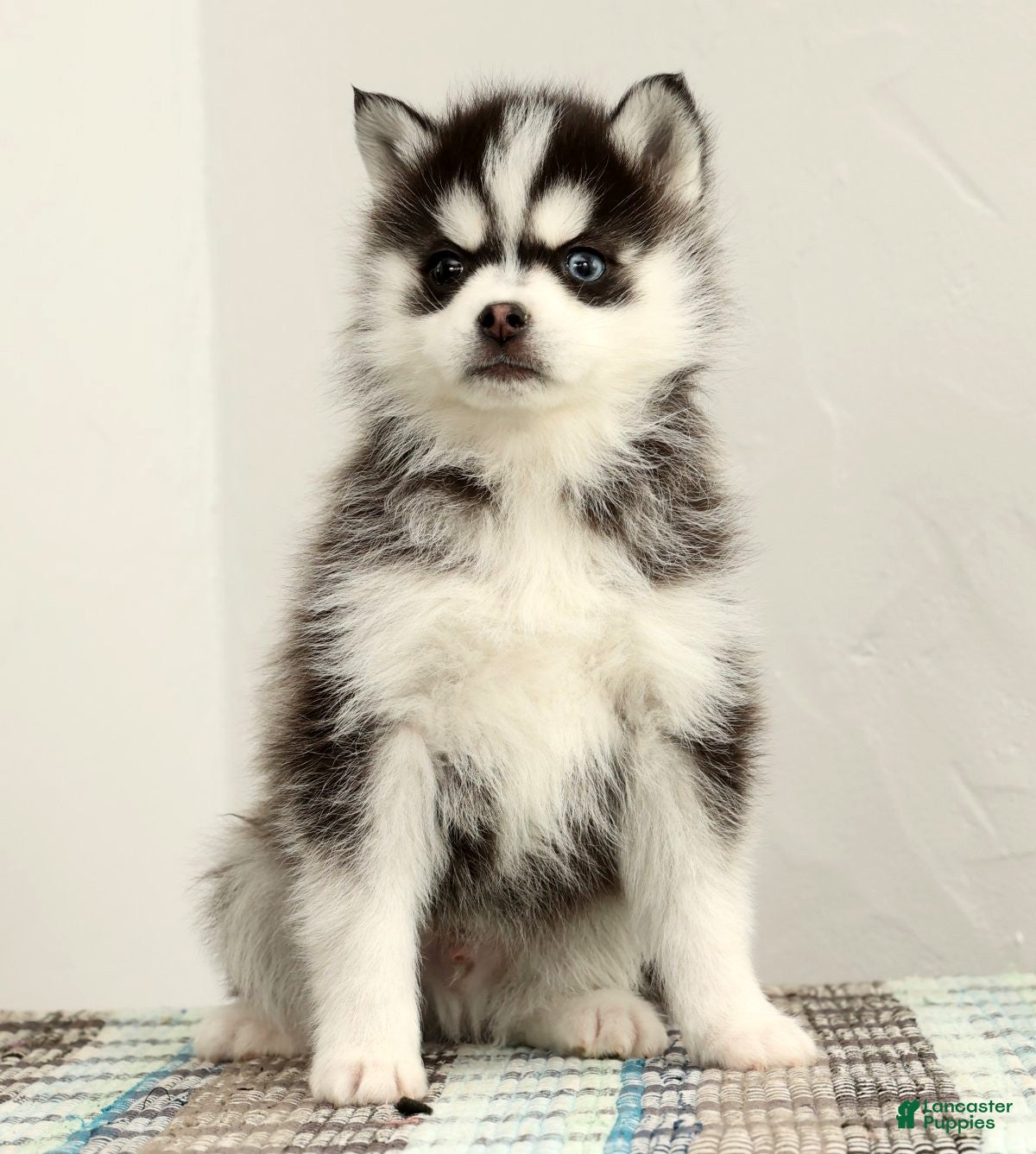Pomsky dogs Tucker - Ad 13