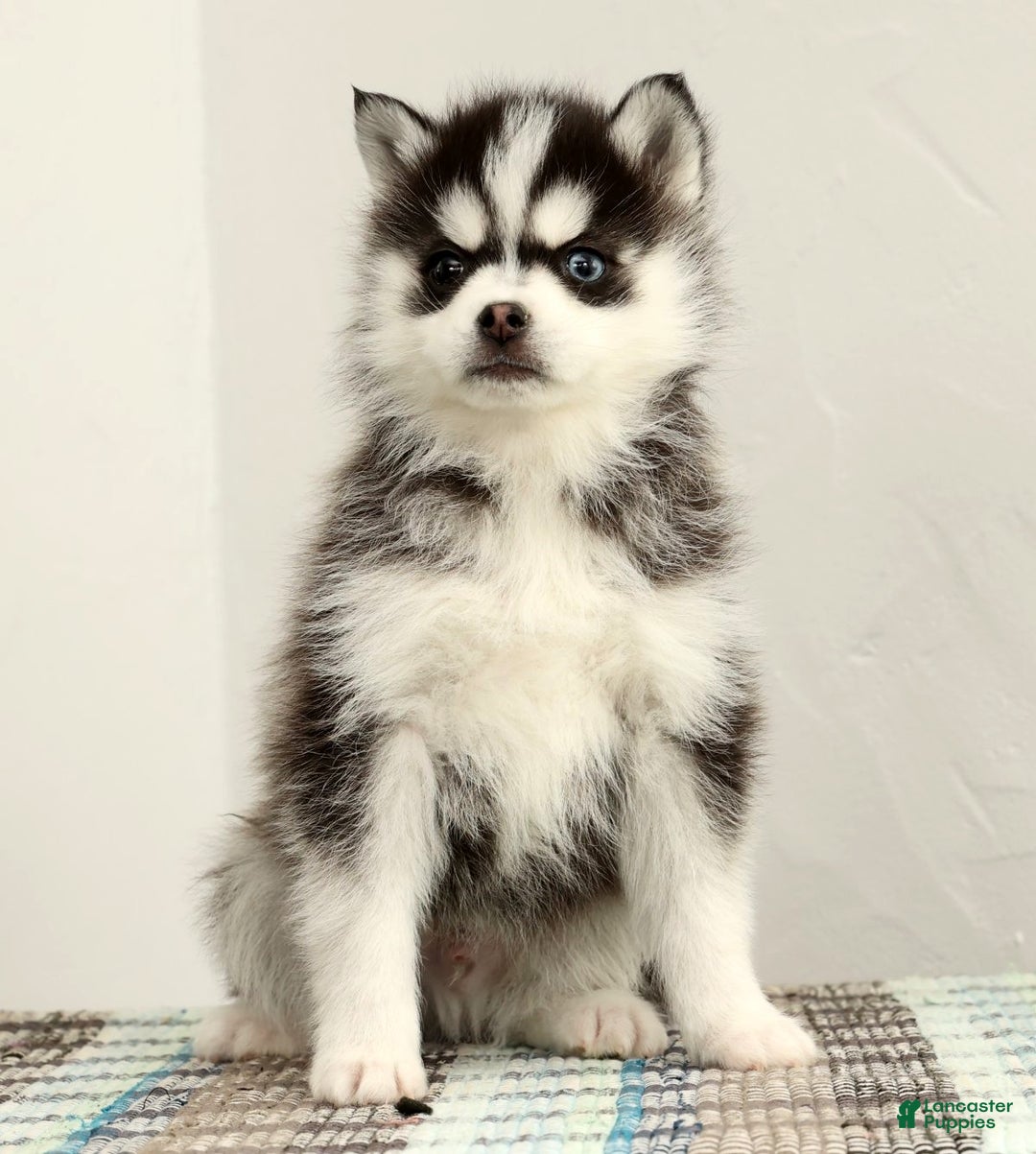Pomsky dogs for sale: Tucker - Ad 3