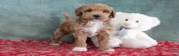 Mini Goldendoodle dogs for sale: Spike - Ad 4