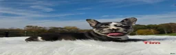 Mixed Breed dogs for sale: Tim - Ad 3