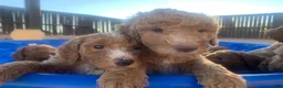 Standard Poodle dogs for sale: Standard Poodle 1 - Ad 6
