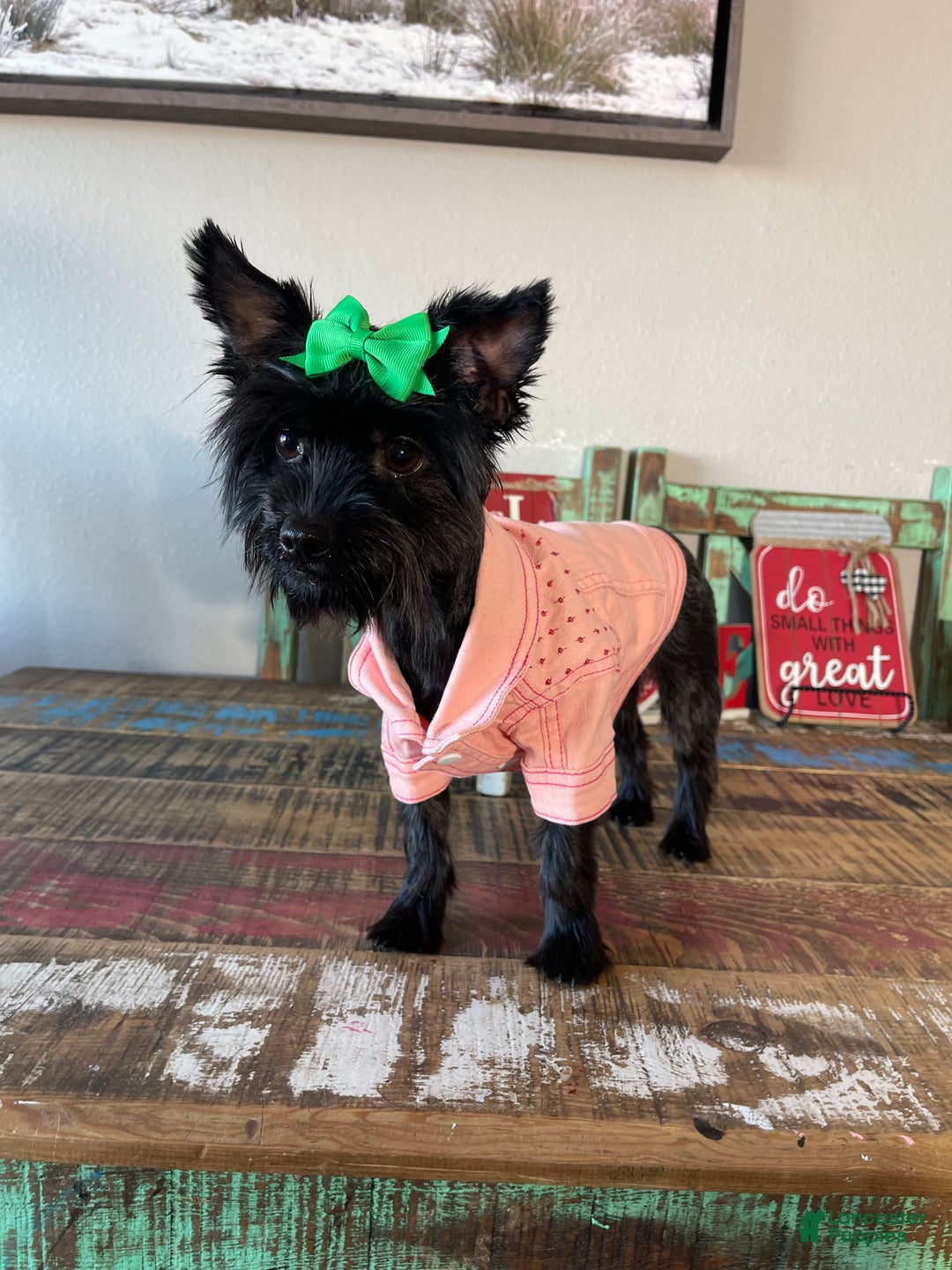 Yorkshire Terrier dogs for sale: KB Black Mia - Ad 4