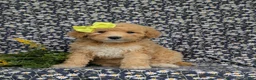 Mixed Breed dogs for sale: Mitzi Hypoallergenic - Ad 1