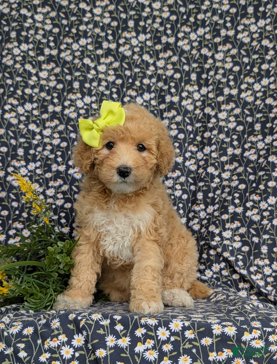 Mixed Breed dogs for sale: Mitzi Hypoallergenic - Ad 1