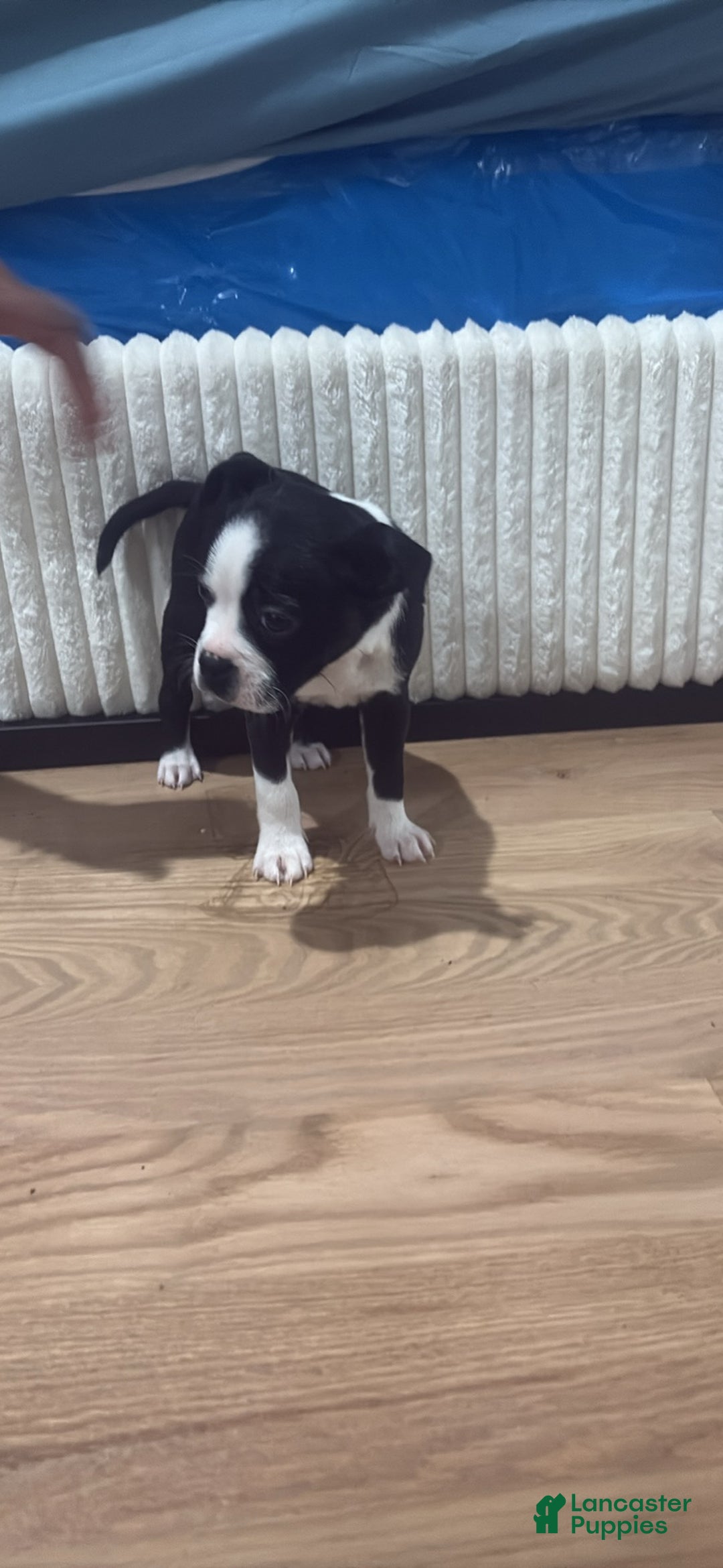 Mixed Breed dogs for sale: Mixed Breed Puppy 5 - Ad 2