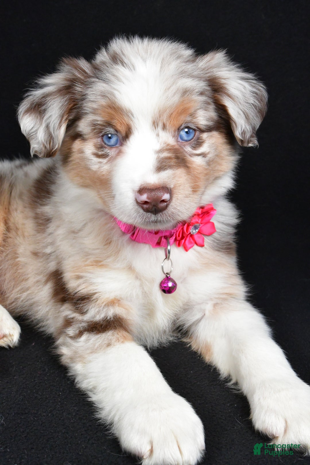 Miniature Australian Shepherd dogs for sale: Olivia - Ad 8