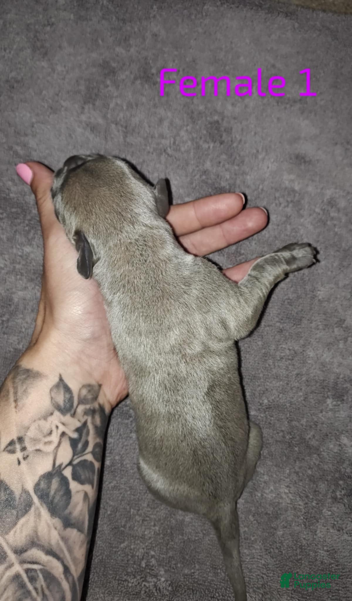 Cane Corso dogs Cane Corso Puppy 8 - Sky - Ad 20