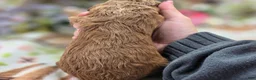 Cockapoo dogs for sale: Versace - Ad 5