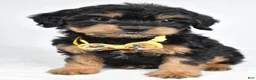 Mixed Breed dogs for sale: Tyson - Ad 4