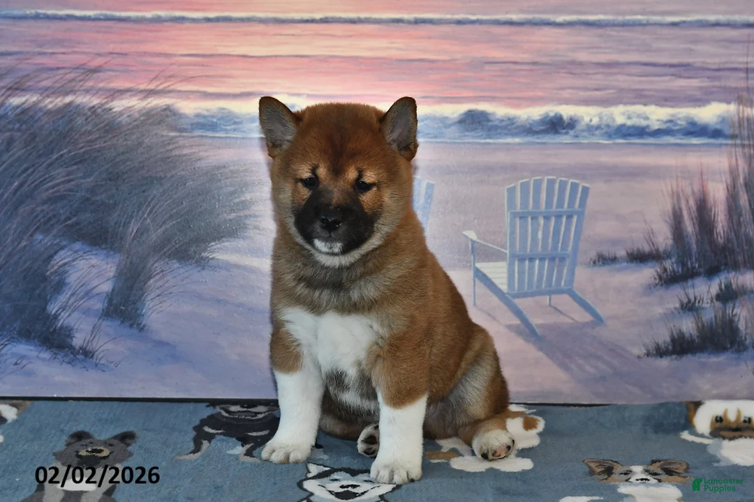 Shiba Inu dogs for sale: Ashton - Ad 3