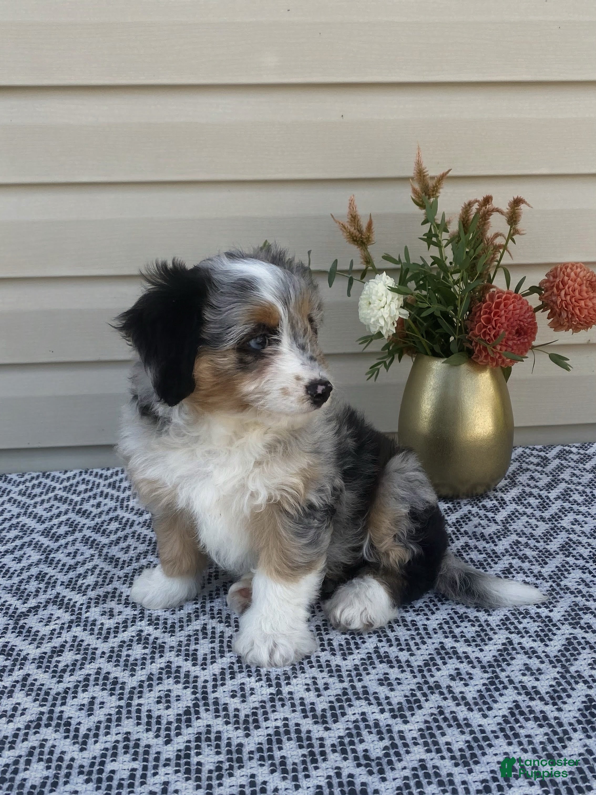 Mini Aussiedoodle dogs Lily - Ad 2