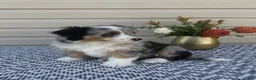 Mini Aussiedoodle dogs for sale: Lily - Ad 2