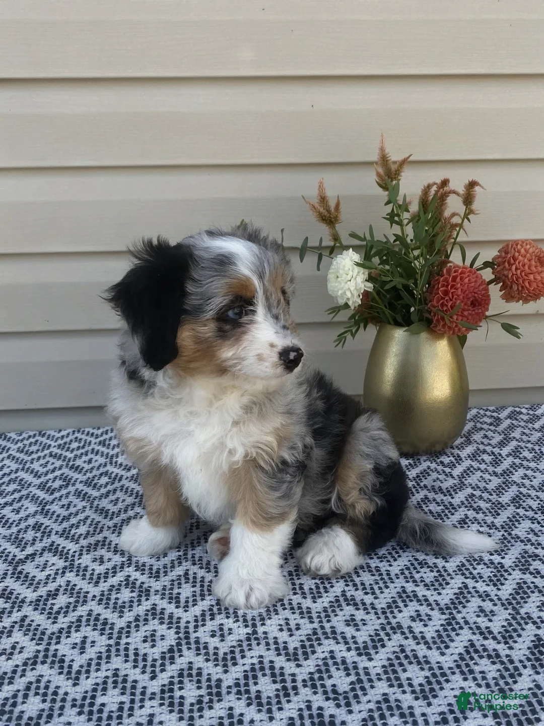 Mini Aussiedoodle dogs for sale: Lily - Ad 2