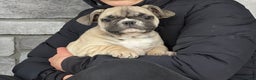 French Bulldog dogs for sale: Niko - Ad 2