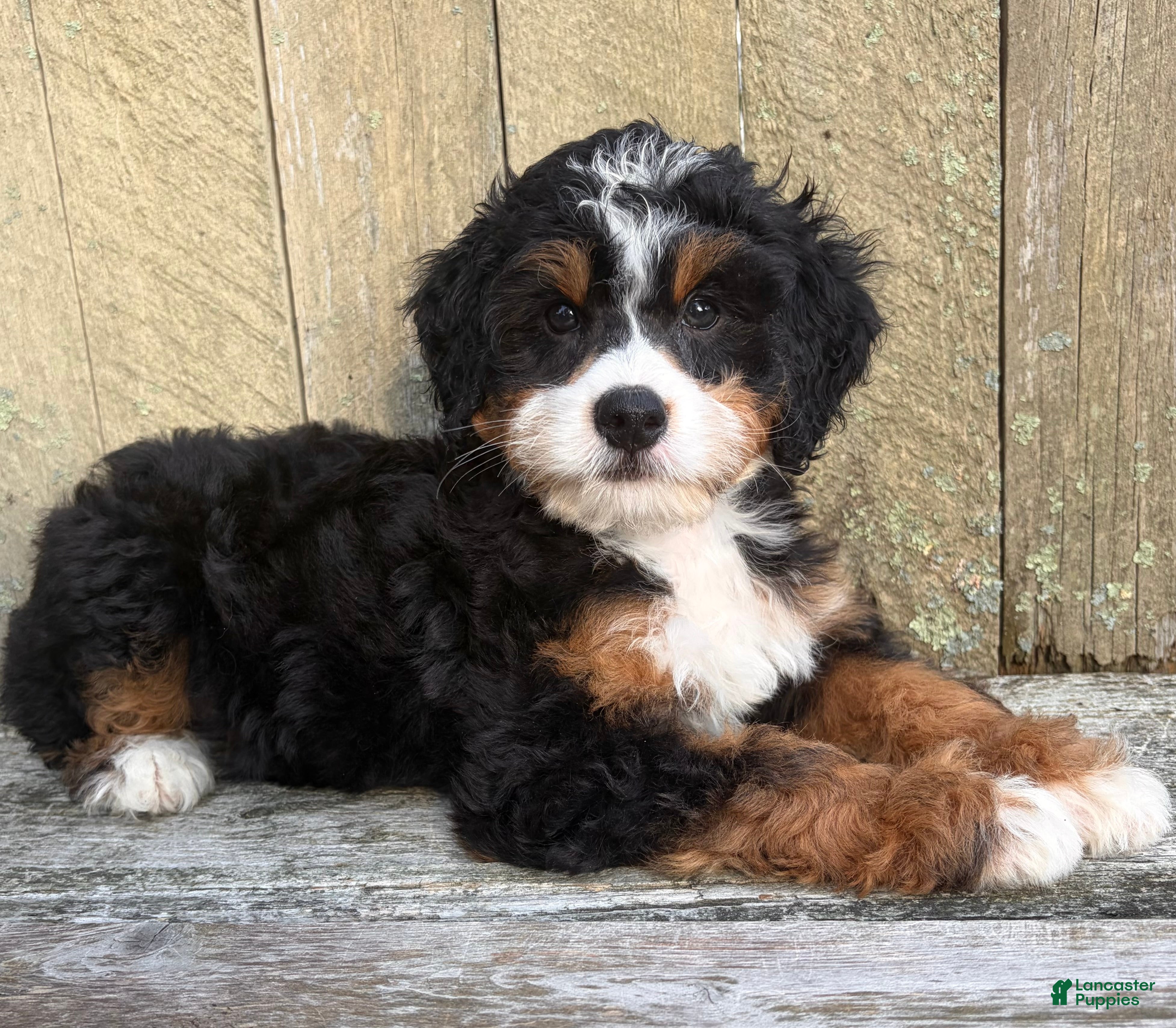 Mini Bernedoodle dogs 💚IN BOSTON MASSACHUSETTS AREA💚TRADITIONAL TRI COLOR💚MINI BERNEDOODLE BOY💚 - Ad 2