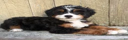Mini Bernedoodle dogs for sale: 💚IN BOSTON MASSACHUSETTS AREA💚TRADITIONAL TRI COLOR💚MINI BERNEDOODLE BOY💚 - Ad 2