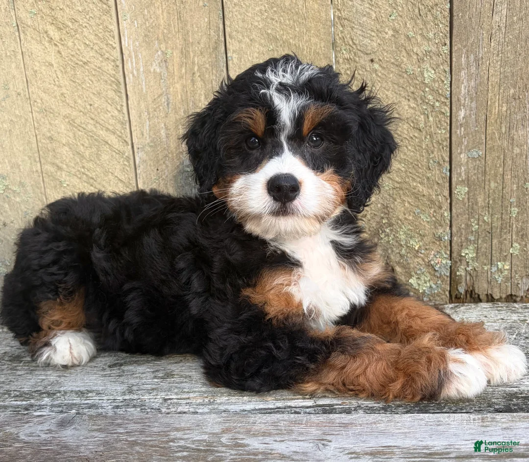 Mini Bernedoodle dogs for sale: 💚IN BOSTON MASSACHUSETTS AREA💚TRADITIONAL TRI COLOR💚MINI BERNEDOODLE BOY💚 - Ad 2