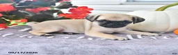 Puggle dogs for sale: Dewey - Ad 3