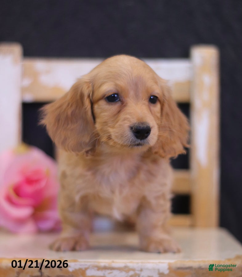 Miniature Dachshund dogs Lindy - Ad 27