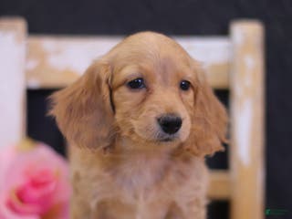 Miniature Dachshund dogs Lindy - Ad 27