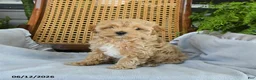 Maltipoo dogs for sale: Janie - Ad 3