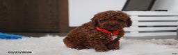 Toy Poodle dogs for sale: Abaro - Ad 2