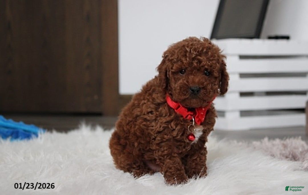 Toy Poodle dogs for sale: Abaro - Ad 2