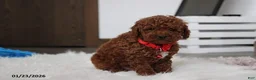 Toy Poodle dogs for sale: Abaro - Ad 13