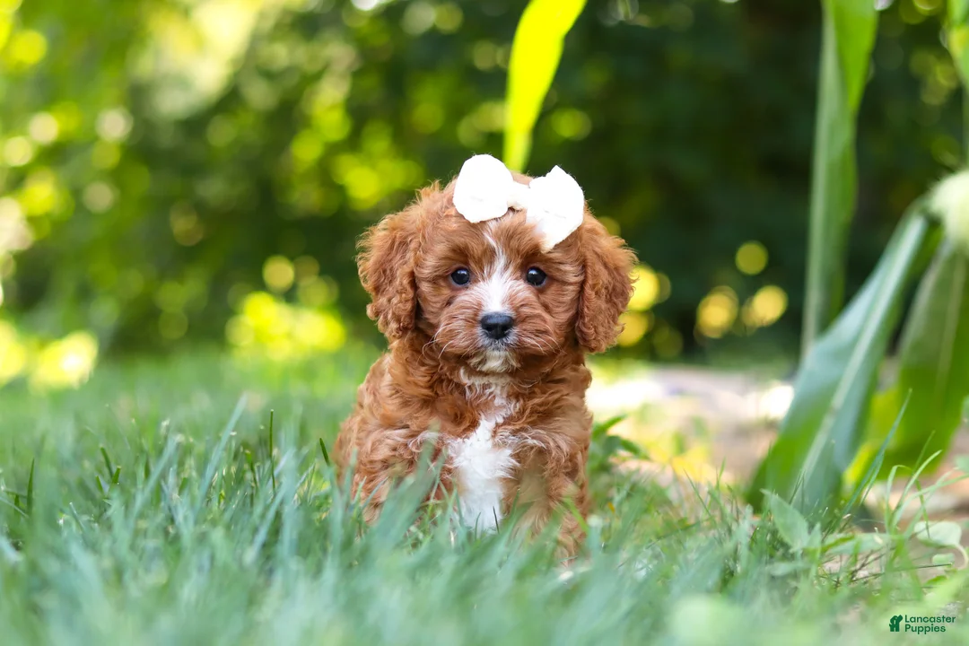 Cavapoo dogs for sale: Sky - Ad 2