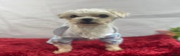 Maltese dogs for sale: Maltese Puppy 1 - Ad 5