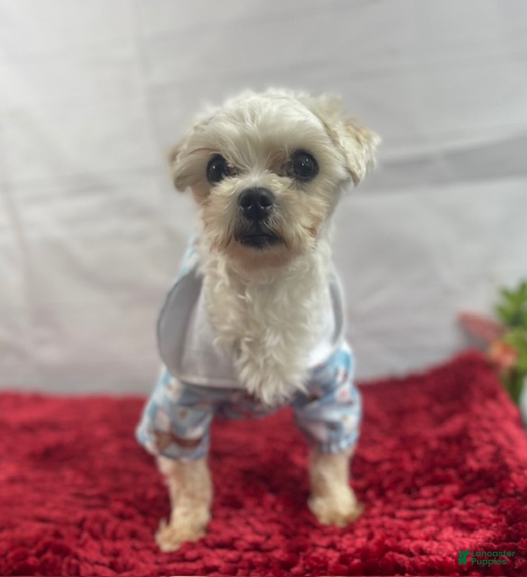 Maltese dogs for sale: Maltese Puppy 1 - Ad 5