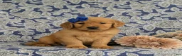 Golden Retriever dogs for sale: Zahara AKC Reg - Ad 3