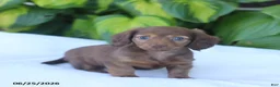 Miniature Dachshund dogs for sale: Tina - Ad 3