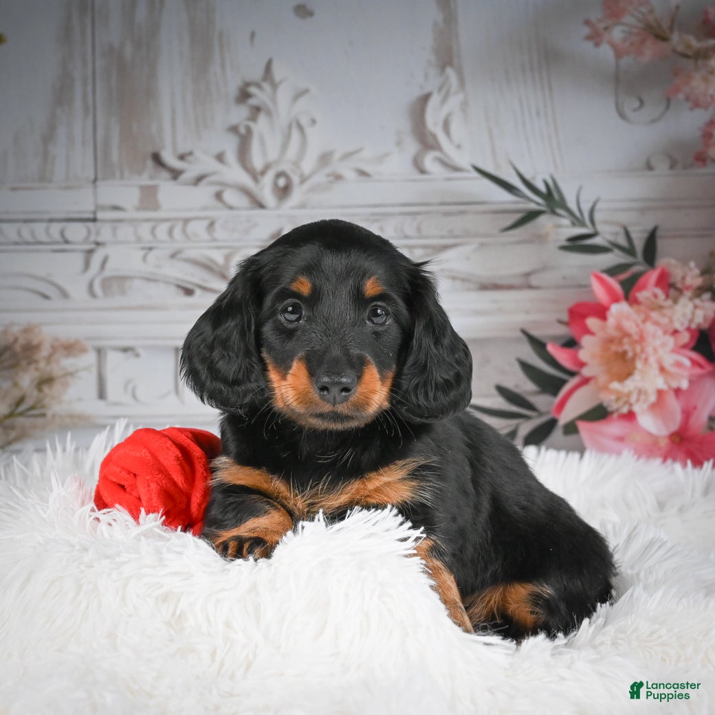 Miniature Dachshund dogs AKC-Dallas - Ad 2